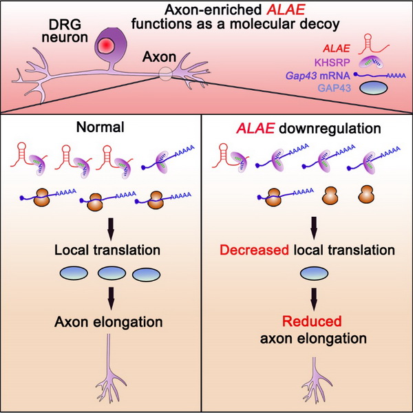 轴突富集lincRNA ALAE通过竞争KHSRP参与调控局部翻译和轴突生长的分子机制